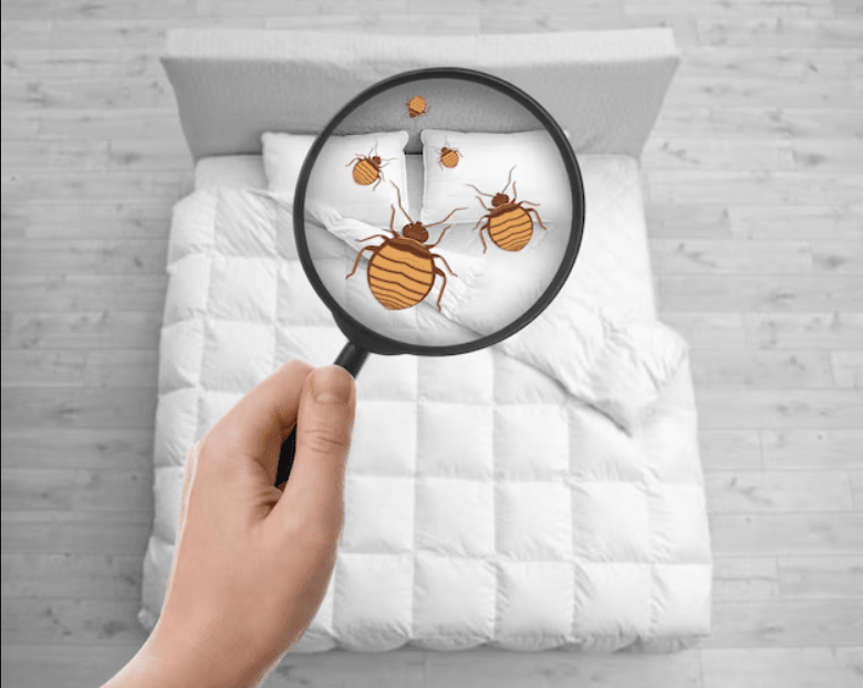 Single Room Bed Bug Treatment