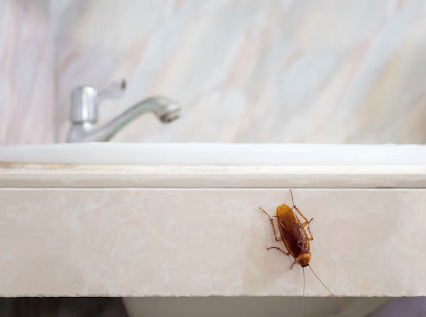 Kitchen and Bathroom Cockroach Treatment